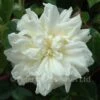 Alberic Barbier (Rambling Rose) -Classic Roses Sales Store alberic barbier bm 13 1000px
