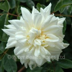 Alberic Barbier (Rambling Rose) 9 Alberic Barbier (Rambling Rose) -Classic Roses Sales Store alberic barbier bm 15 1000px