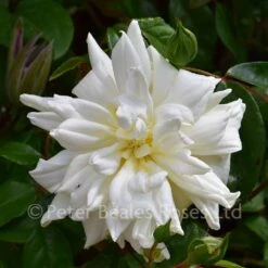 Alberic Barbier (Rambling Rose) 10 Alberic Barbier (Rambling Rose) -Classic Roses Sales Store alberic barbier bm 2016 5 1000px