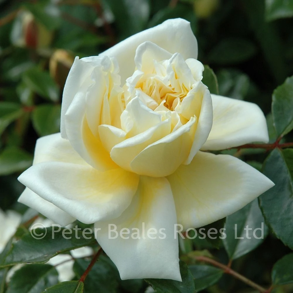 Alberic Barbier (Rambling Rose) 4 Alberic Barbier (Rambling Rose) - Image 2