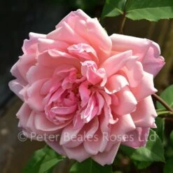 Albertine (Rambling Rose) -Classic Roses Sales Store albertine bm 2016 11 edit 1000px