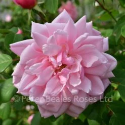 Albertine (Rambling Rose)