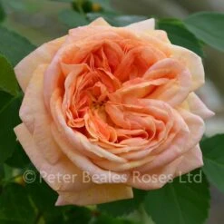 Alchymist (Climbing Rose) 10 Alchymist (Climbing Rose) -Classic Roses Sales Store alchymist 6 1000px