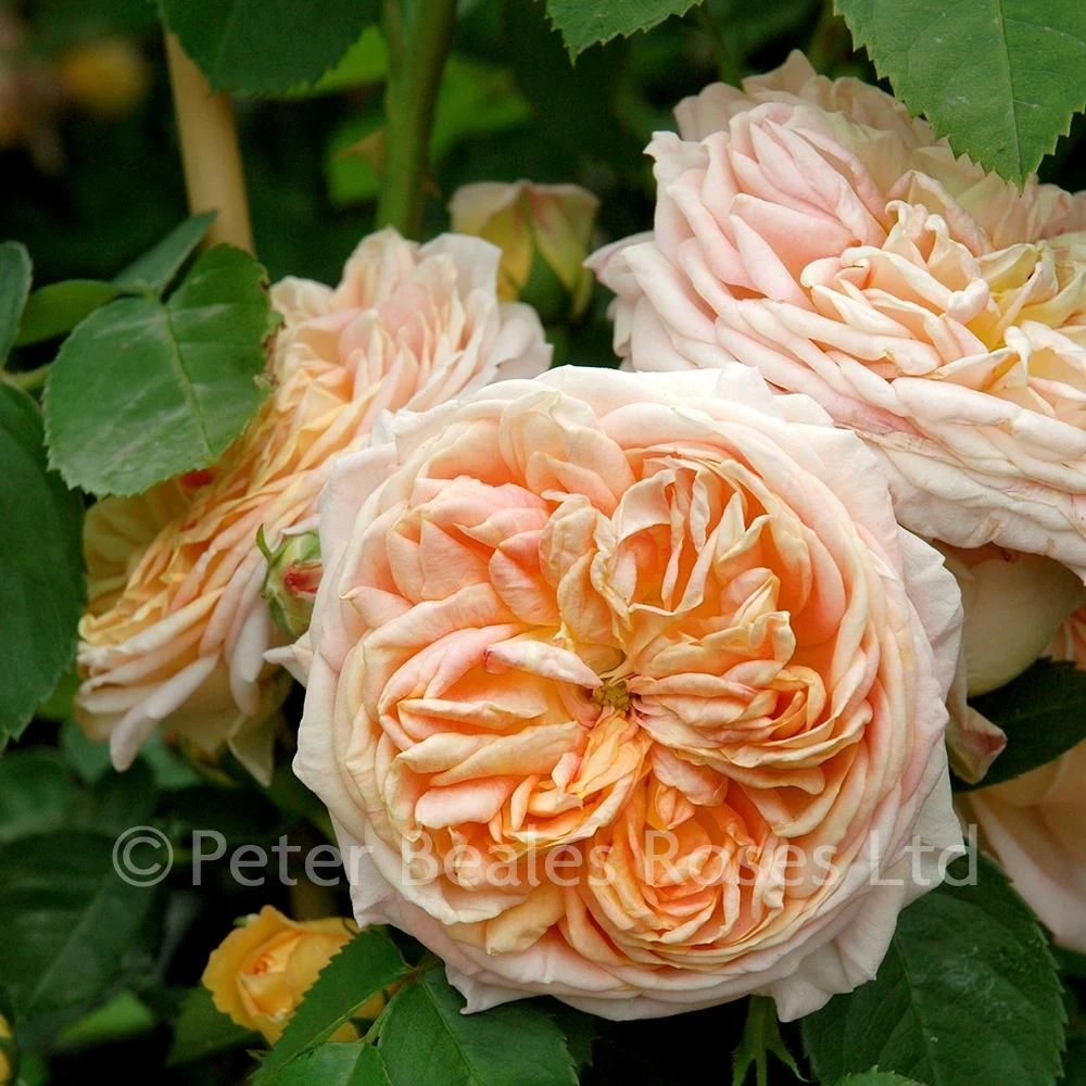 Alchymist (Climbing Rose) 3 Alchymist (Climbing Rose)