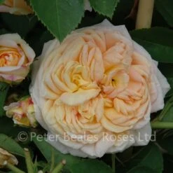 Alchymist (Climbing Rose) 11 Alchymist (Climbing Rose) -Classic Roses Sales Store alchymist bm 12 1000px