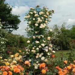 Alchymist (Climbing Rose) 9 Alchymist (Climbing Rose) -Classic Roses Sales Store alchymist bm 6 1000px