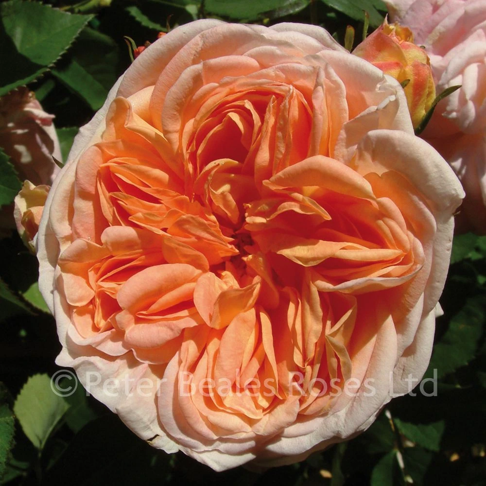 Alchymist (Climbing Rose) 4 Alchymist (Climbing Rose) - Image 2