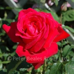 Alec's Red (Bush Rose) -Classic Roses Sales Store alec s red bm 16 1000px 1