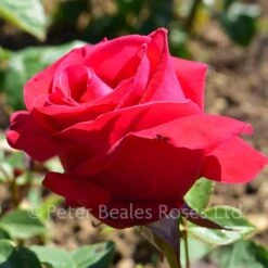 Alec's Red (Bush Rose) -Classic Roses Sales Store alec s red bm 2016 1 1000px