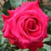 Alec's Red (Bush Rose) -Classic Roses Sales Store alec s red bm 2017 3 1000px