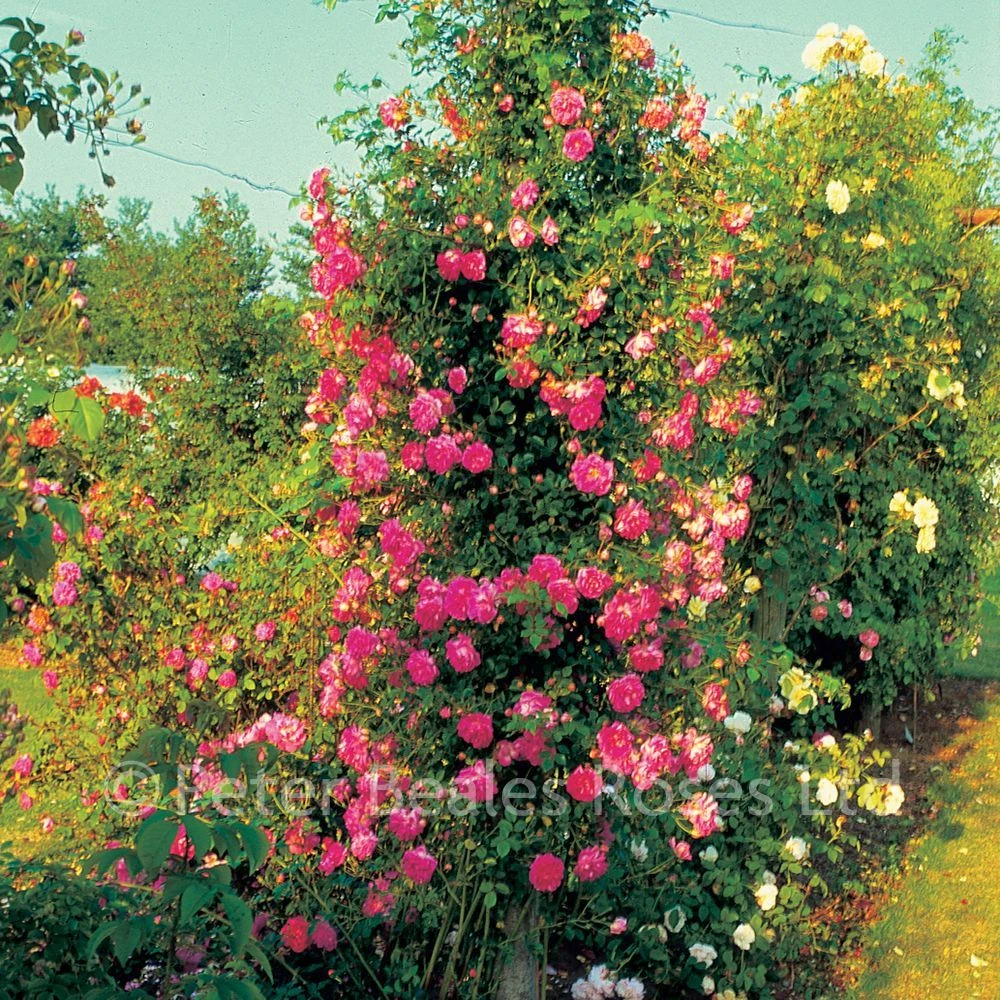 Alexander Girault (Rambling Rose) 4 Alexander Girault (Rambling Rose) - Image 2