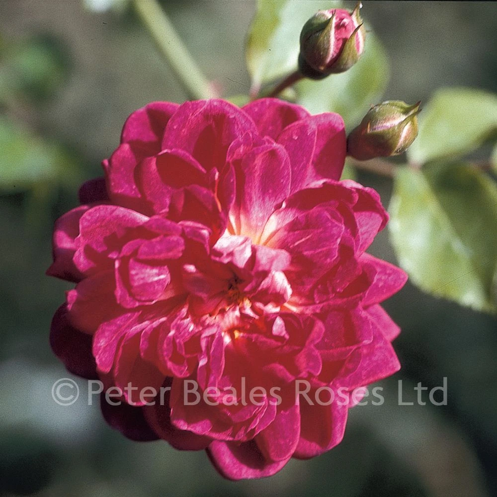 Alexander Girault (Rambling Rose) 3 Alexander Girault (Rambling Rose)