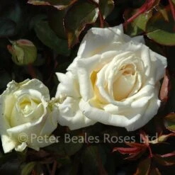 Alexander Hill Gray (Shrub Rose) -Classic Roses Sales Store alexander hill gray 1 1000px