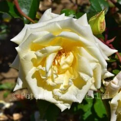 Alexander Hill Gray (Shrub Rose) -Classic Roses Sales Store alexander hill gray bm 2016 5 1000px