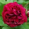 Alfred Colomb (Shrub Rose) 1 Alfred Colomb (Shrub Rose) -Classic Roses Sales Store alferd colomb1 rb 1 1000px