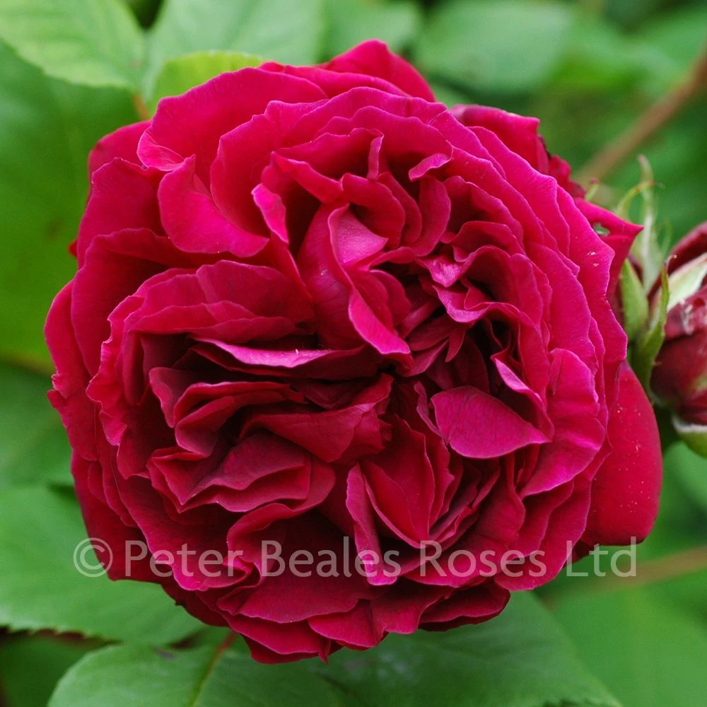 Alfred Colomb (Shrub Rose) 3 Alfred Colomb (Shrub Rose)