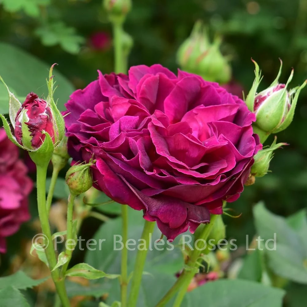 Alfred Colomb (Shrub Rose) 5 Alfred Colomb (Shrub Rose) - Image 3