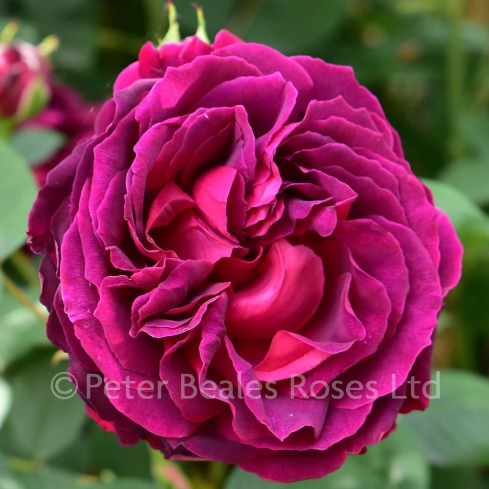 Alfred Colomb (Shrub Rose) 4 Alfred Colomb (Shrub Rose) - Image 2