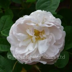 Alfred De Dalmas (Shrub Rose)
