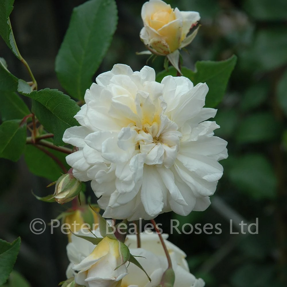 Alister Stella Gray (Rambling Rose) 7 Alister Stella Gray (Rambling Rose) - Image 5