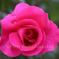 All My Loving (Bush Rose)