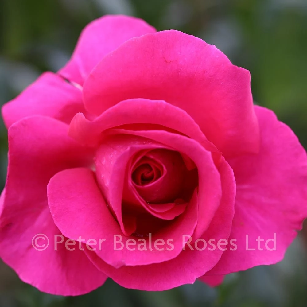 All My Loving (Bush Rose) 3 All My Loving (Bush Rose)