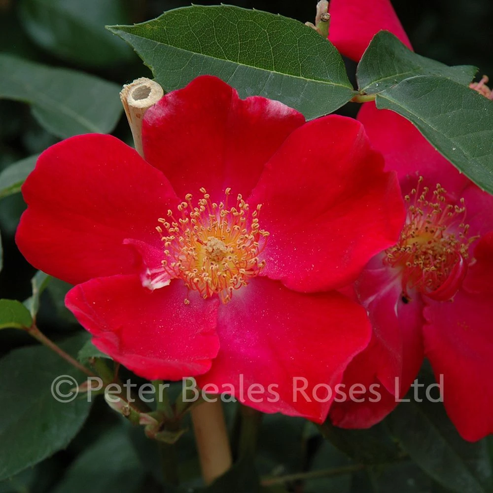 Allen Chandler (Climbing Rose) 4 Allen Chandler (Climbing Rose) - Image 2