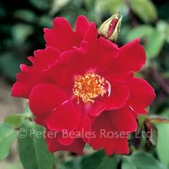 Allen Chandler (Climbing Rose)