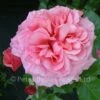 Aloha (Climbing Rose) -Classic Roses Sales Store aloha 1000px