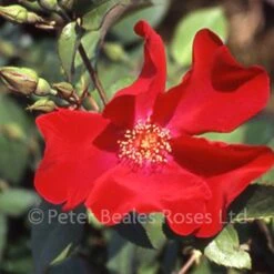 Altissimo (Climbing Rose) 7 Altissimo (Climbing Rose) -Classic Roses Sales Store altissimo 1000px