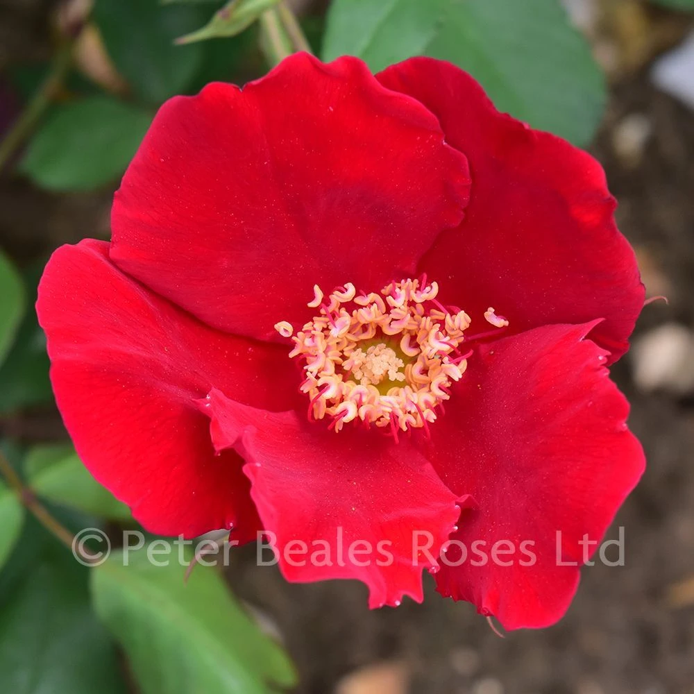 Altissimo (Climbing Rose) 4 Altissimo (Climbing Rose) - Image 2