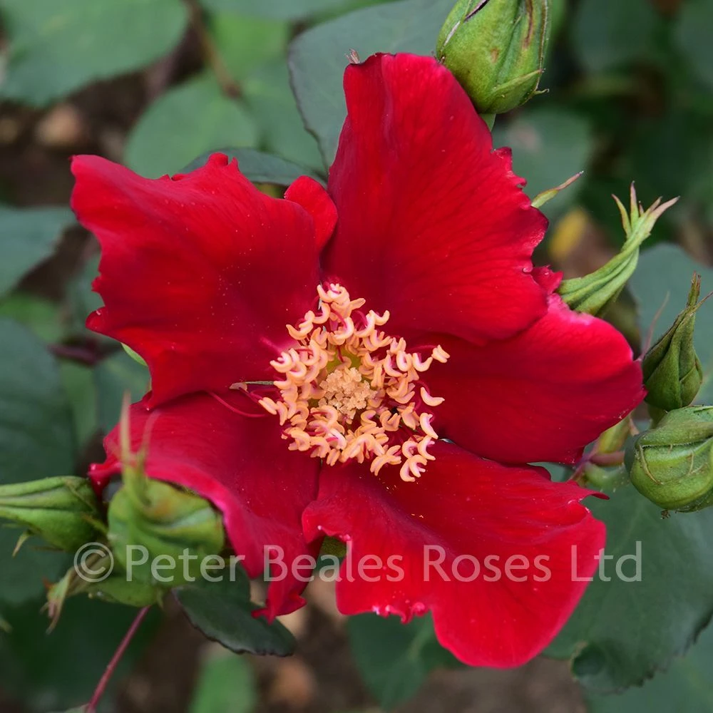 Altissimo (Climbing Rose) 3 Altissimo (Climbing Rose)