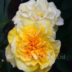 Amanda (Bush Rose) -Classic Roses Sales Store amanda bm 2016 1 1000px