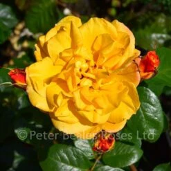 Amanda (Bush Rose) -Classic Roses Sales Store amanda bm 2016 1 1000px 1