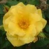Ambassador Nogami (Shrub Rose) -Classic Roses Sales Store ambassador nogami 1 co 1000px