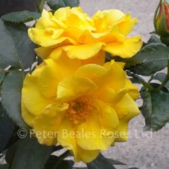 Ambassador Nogami (Shrub Rose) -Classic Roses Sales Store ambassador nogami 2 1000px 1