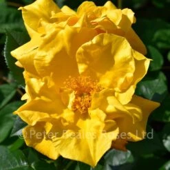 Ambassador Nogami (Shrub Rose) -Classic Roses Sales Store ambassador nogami bm 2016 2 1000px