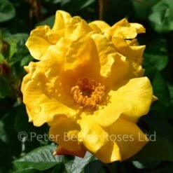 Ambassador Nogami (Shrub Rose) -Classic Roses Sales Store ambassador nogami bm 2016 7 1000px