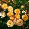 Amber Flower Carpet (Procumbent Rose) 2 Amber Flower Carpet (Procumbent Rose) -Classic Roses Sales Store amber flower carpet bm 2018 1 1000px 1