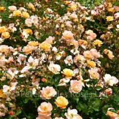 Amber Flower Carpet (Procumbent Rose) -Classic Roses Sales Store amber flower carpet bm 2019 1 1000px