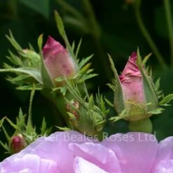 Amelia (Shrub Rose) -Classic Roses Sales Store amelia bm 2018 3 1000px