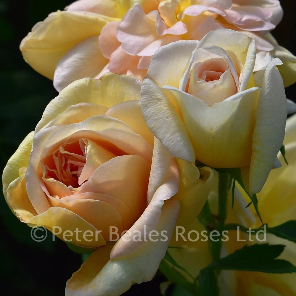 Amélie Nothomb (Shrub Rose) 5 Amélie Nothomb (Shrub Rose) - Image 3