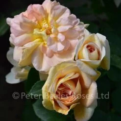 Amélie Nothomb (Shrub Rose) 9 Amélie Nothomb (Shrub Rose) -Classic Roses Sales Store amelie nothomb delbard roses bm 2017 4 1000px