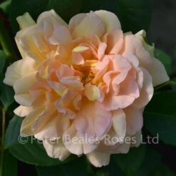 Amélie Nothomb (Shrub Rose) 7 Amélie Nothomb (Shrub Rose) -Classic Roses Sales Store amelie nothomb delbard roses bm 2017 9 1000px