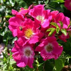 American Pillar (Rambling Rose)