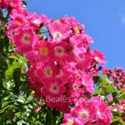 American Pillar (Rambling Rose) 10 American Pillar (Rambling Rose) -Classic Roses Sales Store american pillar bm 2018 4 1000px