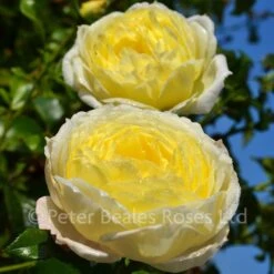 Amnesty International (Climbing Rose)