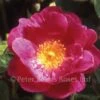 Amy Robsart (Shrub Rose) 2 Amy Robsart (Shrub Rose) -Classic Roses Sales Store amy robsart 1000px