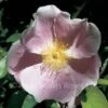 Anemone Rose (Climbing Rose) 1 Anemone Rose (Climbing Rose) -Classic Roses Sales Store anemone rose 1000px