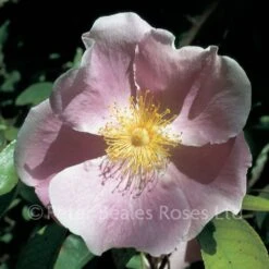 Anemone Rose (Climbing Rose)